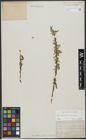 Foto von Salix triandra L. x Salix viminalis L.